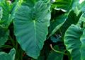 معرفی و راهنمای پرورش سبزی جات غیر برگی - گوش فیل گرمسیری
